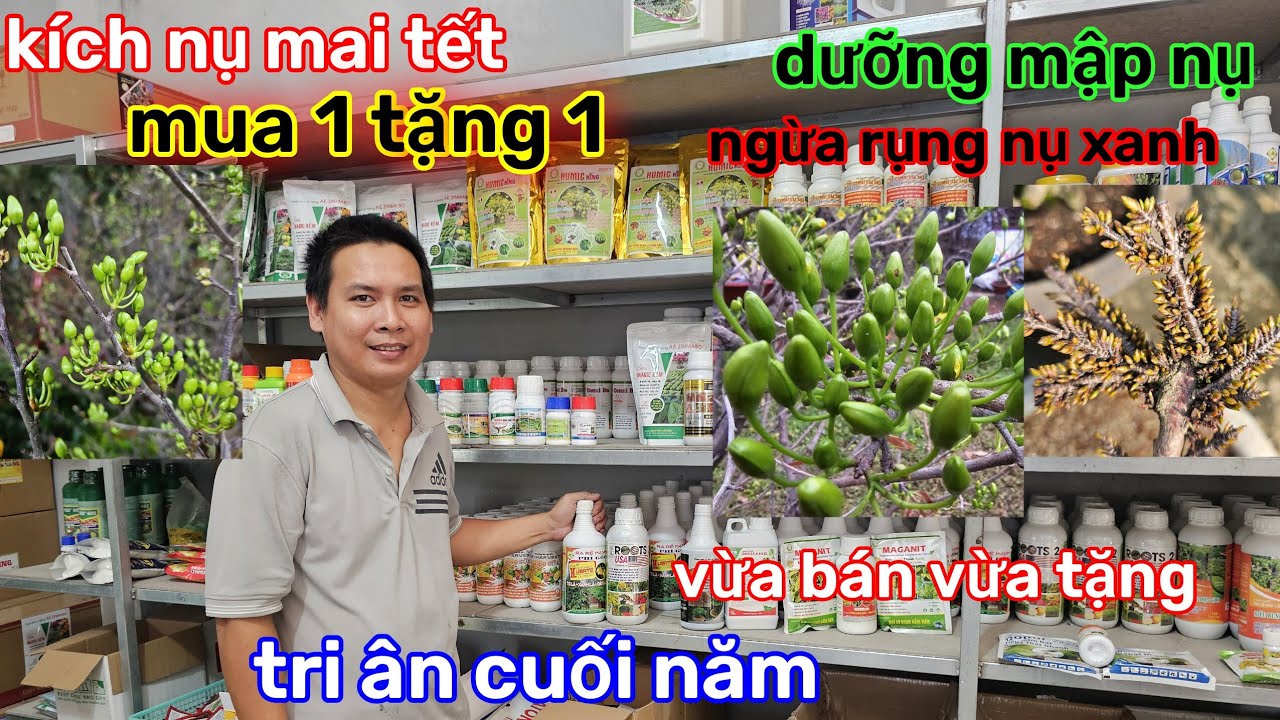 🌲27/1☎️cửa hàng anh phụng☎️com siêu dưỡng nụ🌲MUA 1 TẶNG 1🌲kích nụ mai🌲bung nụ đều 