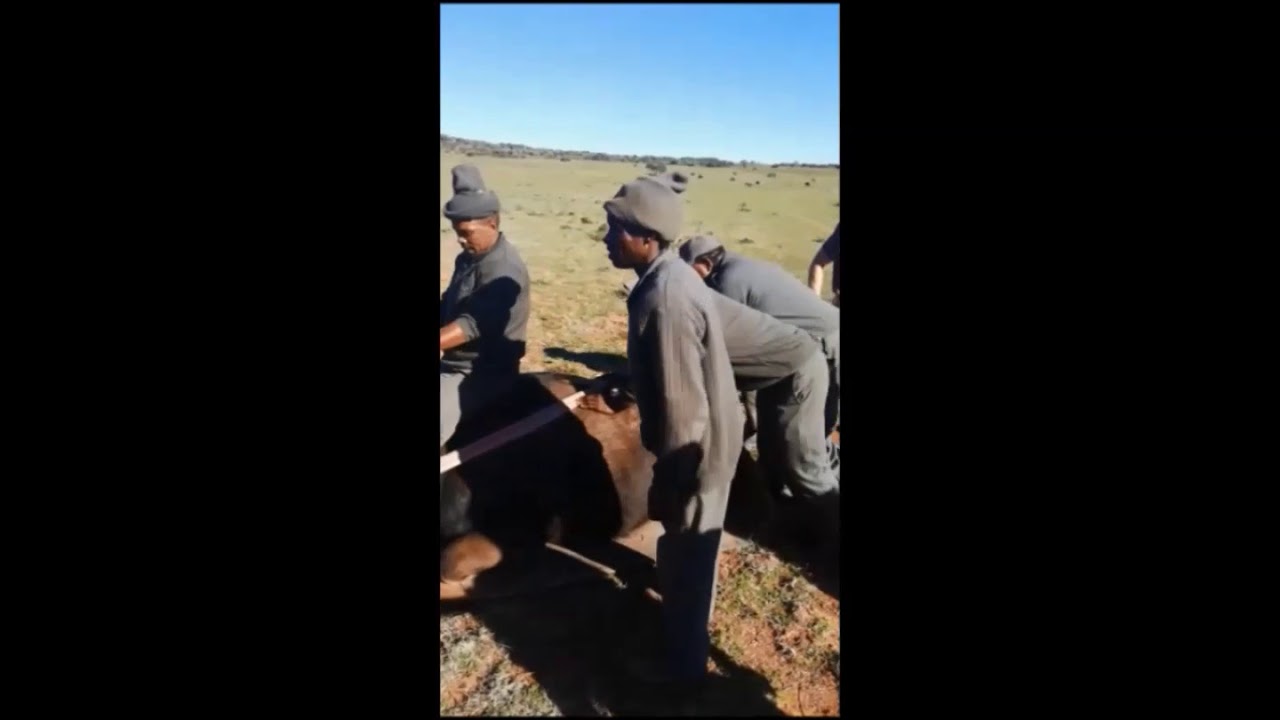Shamwari Veterinary & Conservation Experience 2019