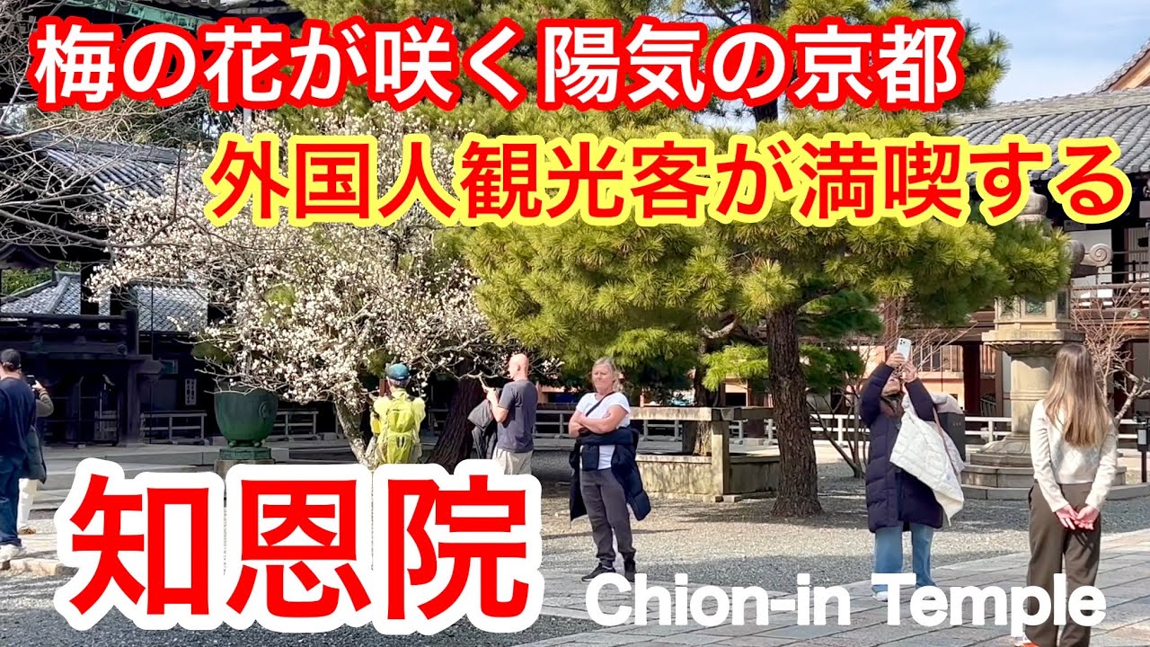 2026年2月15日 梅🌺の花が咲く陽気の京都 外国人観光客が満喫する知恩院を歩く Walking around Chion-in Temple in Kyoto