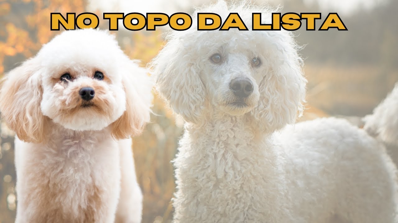 Inteligente, leal e carinhoso: Tudo a respeito do Poodle.