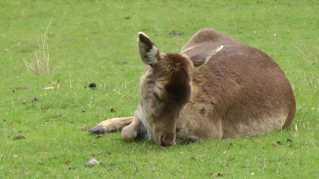 Wildgehege Salvest Testvideo Panasonic HDC-SD707