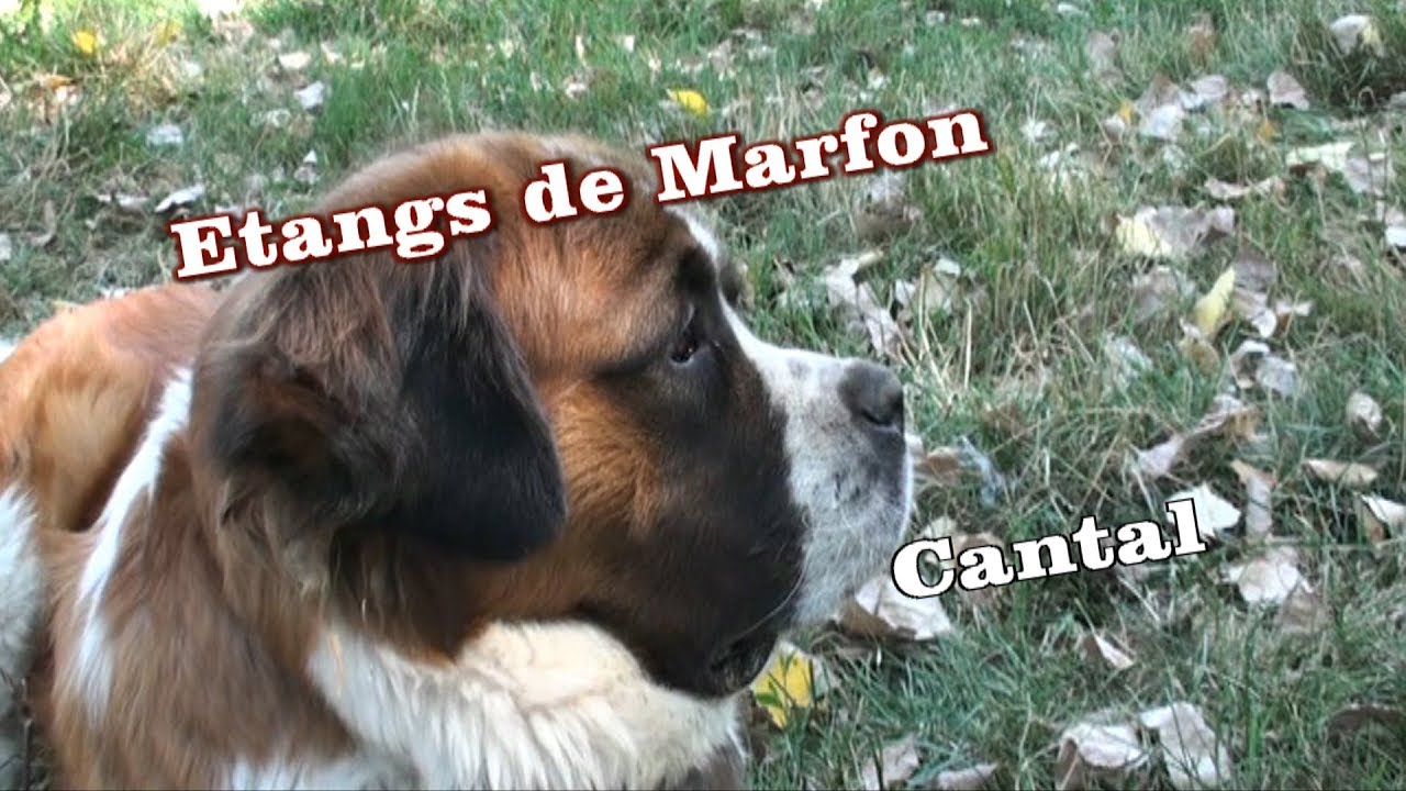 Aux etangs de Marfon Polminhac