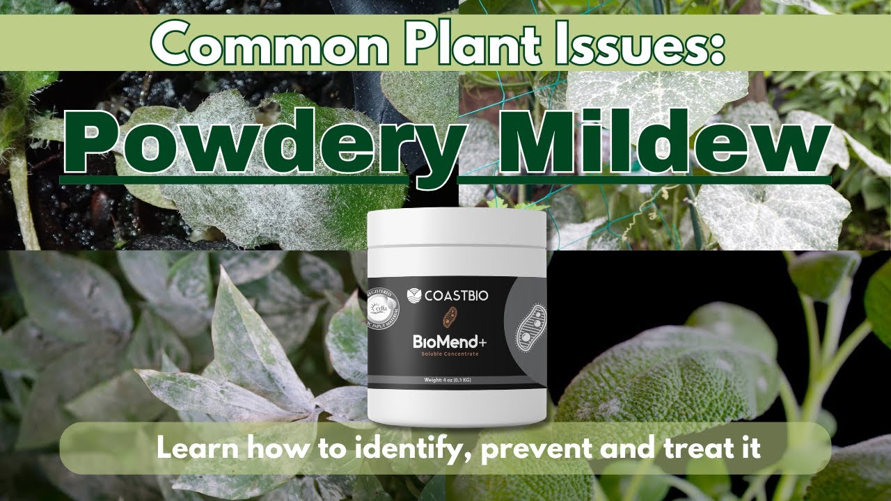 Top Tips to Identify, Prevent, and Treat Powdery Mildew on Plants | CoastBio BioMend+
