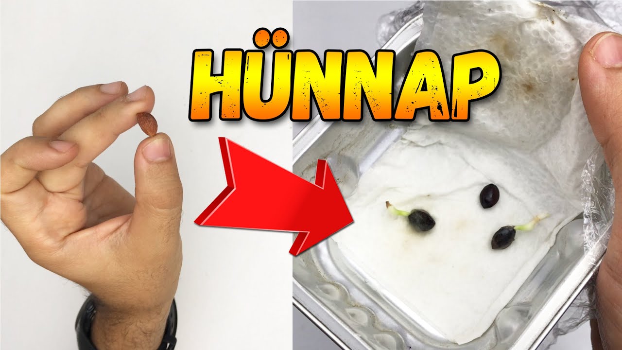 Прорастание мармелад | хурма