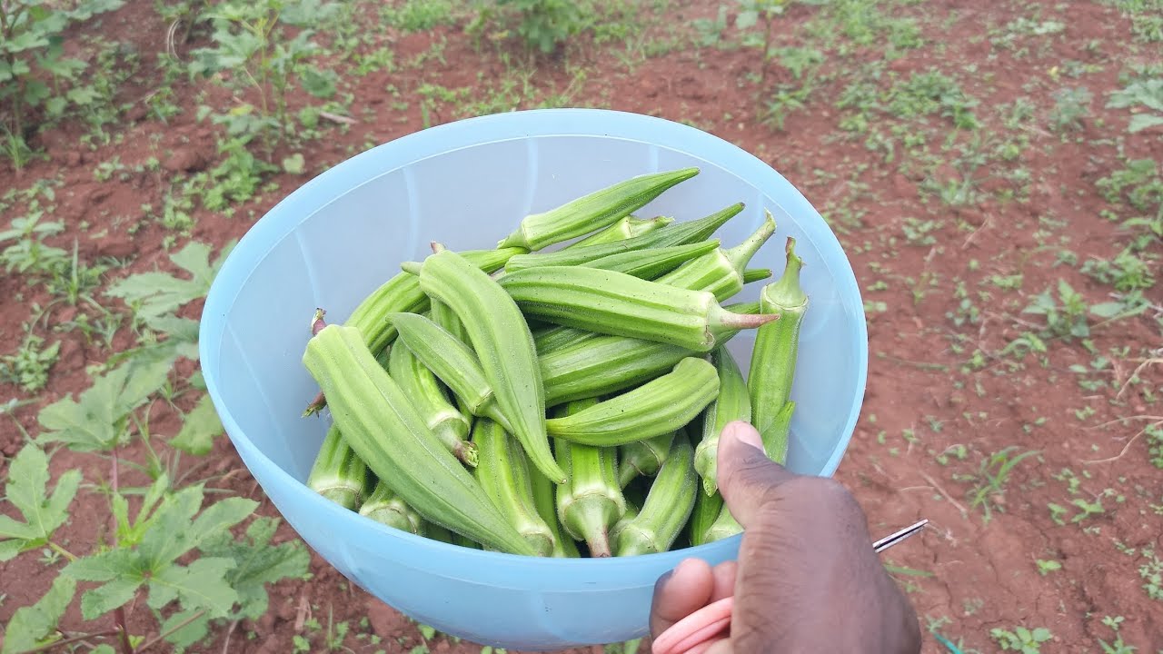 waiting too long to harvest okra can cost you money 💸 Harvest on time, sell fast, stay profitable