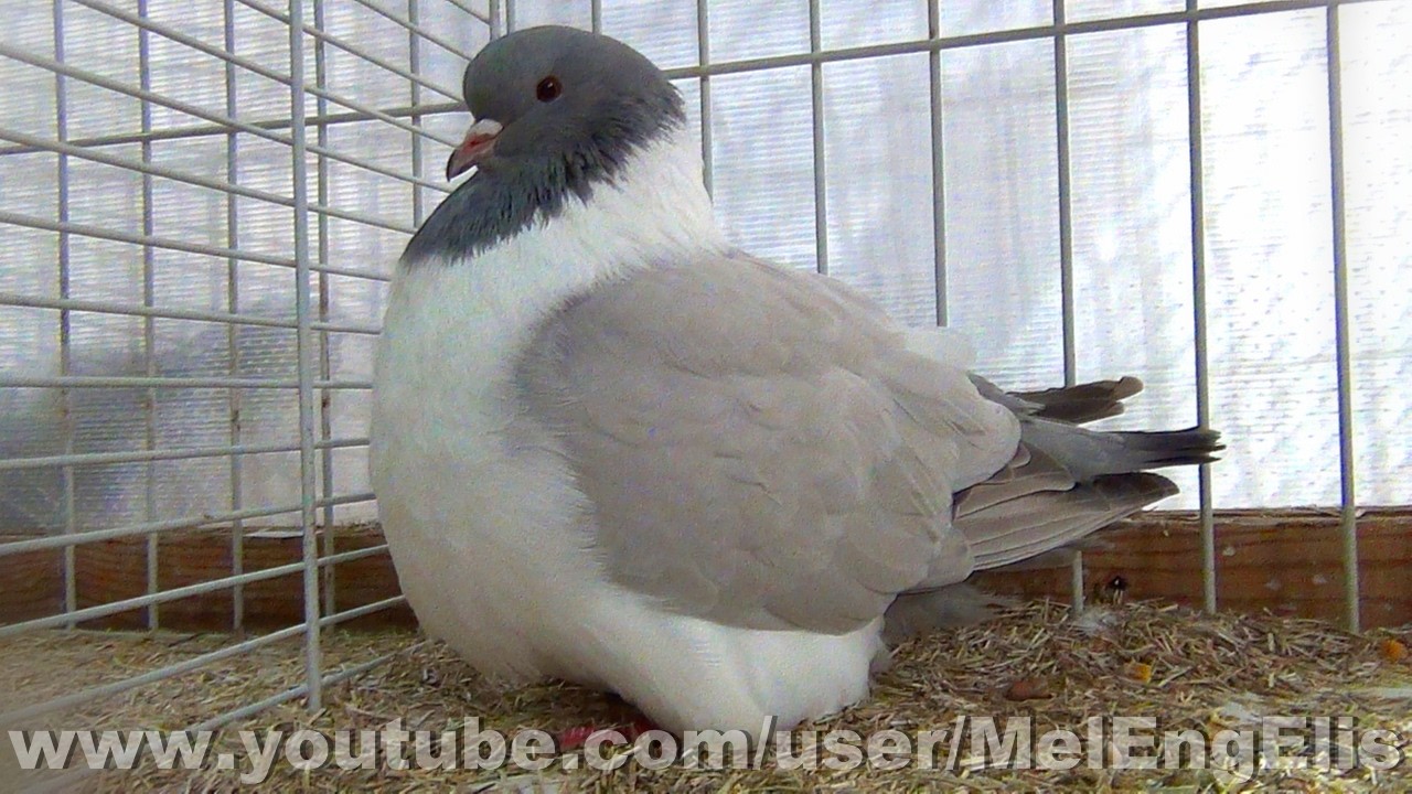 Pigeon Strasser argenté sans barres - Grand Prix - Exposition avicole de Saint-Ouen (Somme) 2026