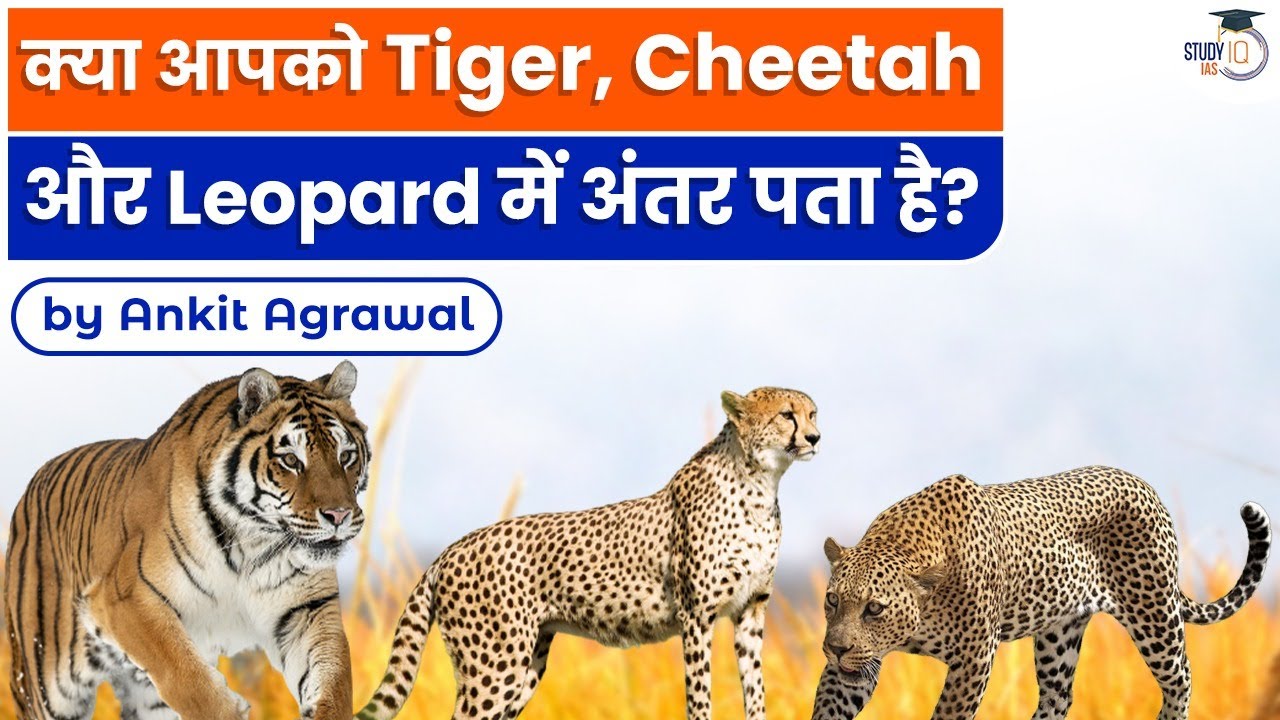 Do you Know the Difference between Tiger, Cheetah, And Leopard | Know all about it | StudyIQIAS