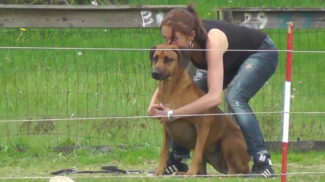 Coursing met Rhodesian Ridgebacks