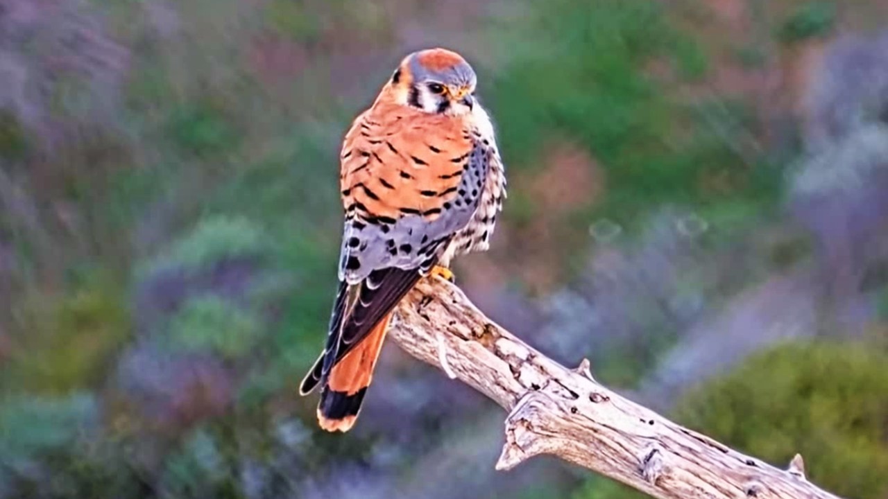 Sauces Canyon Eagles 🦅 Kestrel Brings Mouse to Snag 🐁 Dining Balance Act🤸 explore.org | 2026 Feb 21
