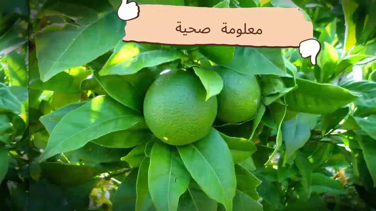 ورق الليمون… كنز طبيعي للصحة لا يعرفه الكثيرون! 🍃#الأعشاب_الطبية #العلاج_التكميلي #الصحة #food 