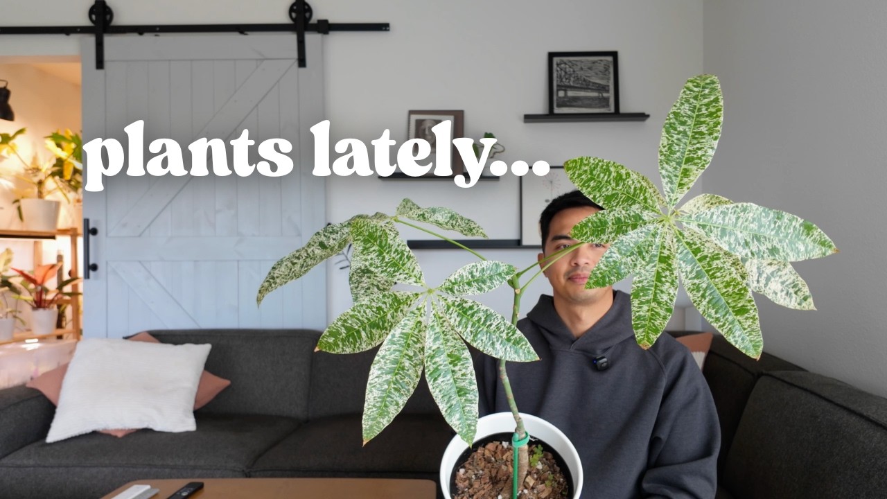 Plants Lately 🌿 Chill Day Update