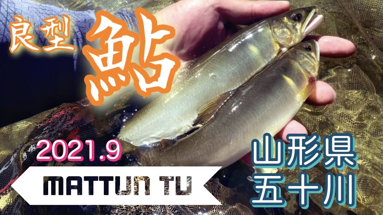 【鮎釣り】小規模河川でも良型鮎釣れちゃう！？〜五十川編〜