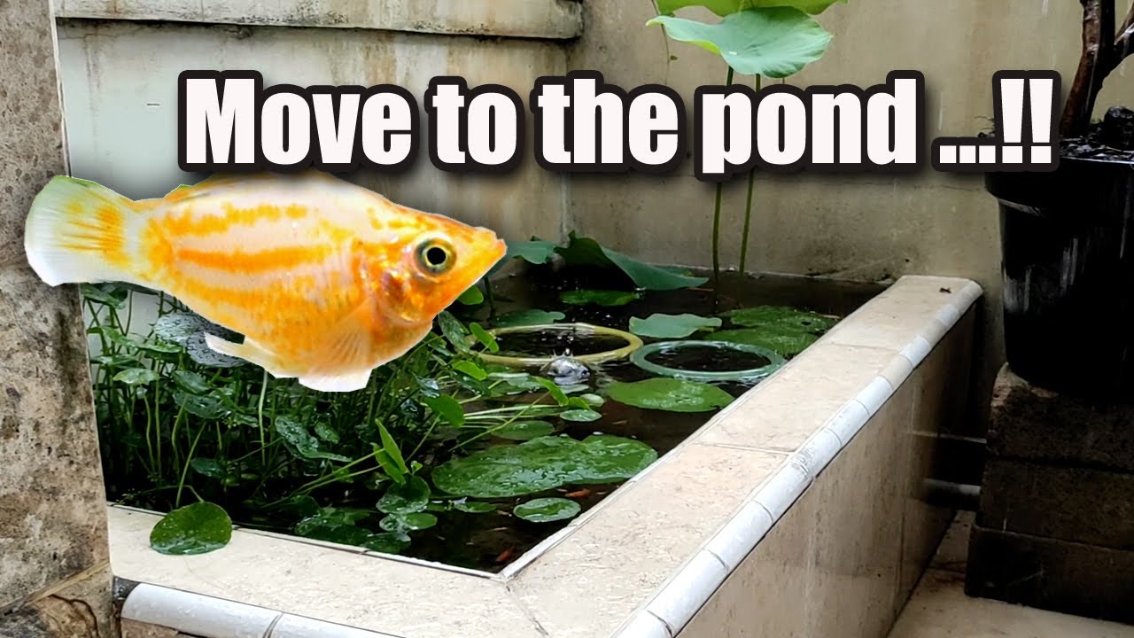 Mollies Fish Move to the Pond