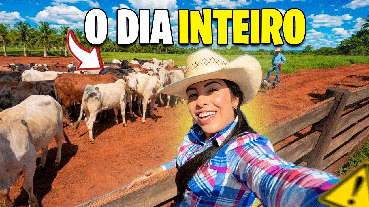 UM DIA INTEIRO TOCANDO o GADO da FAZENDA !