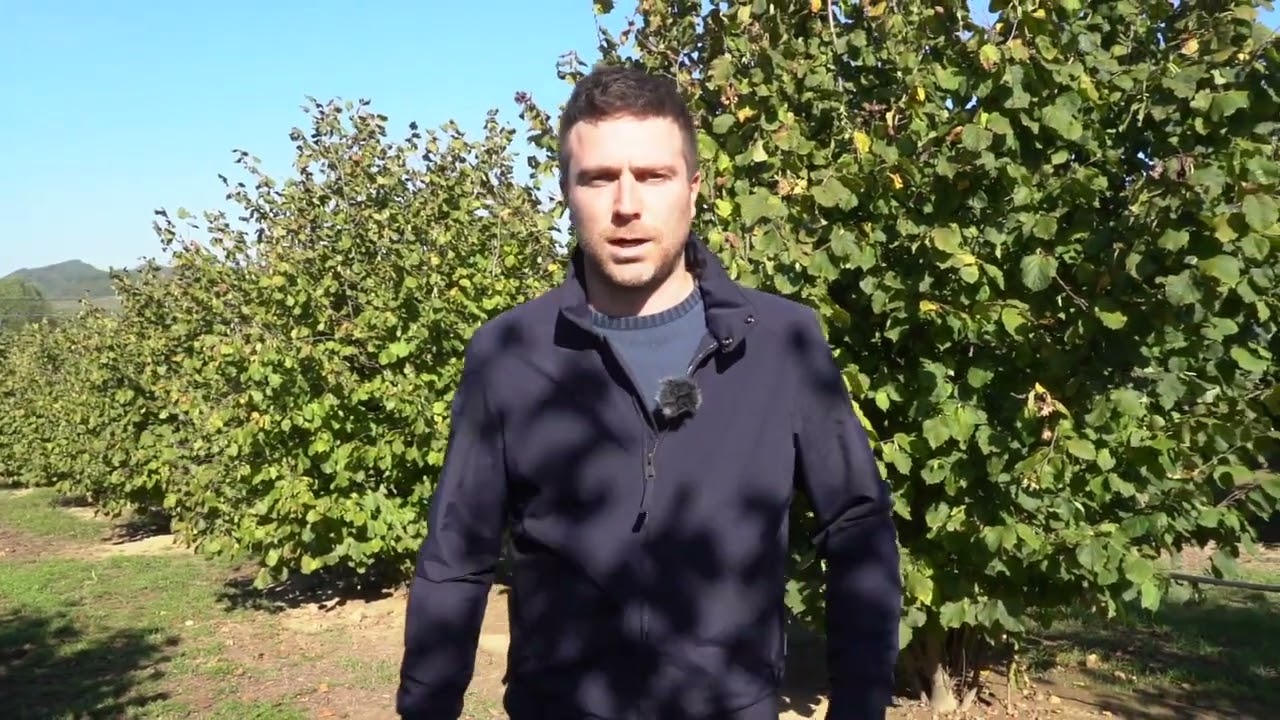 Concimazione autunnale, il mai pi&ugrave; senza della corilicoltura