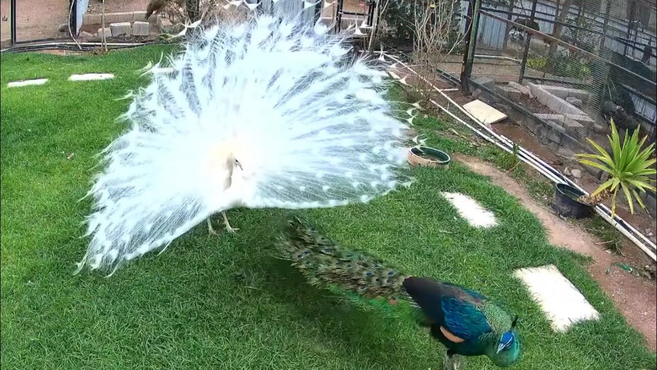 Rare peacocks farm livestream