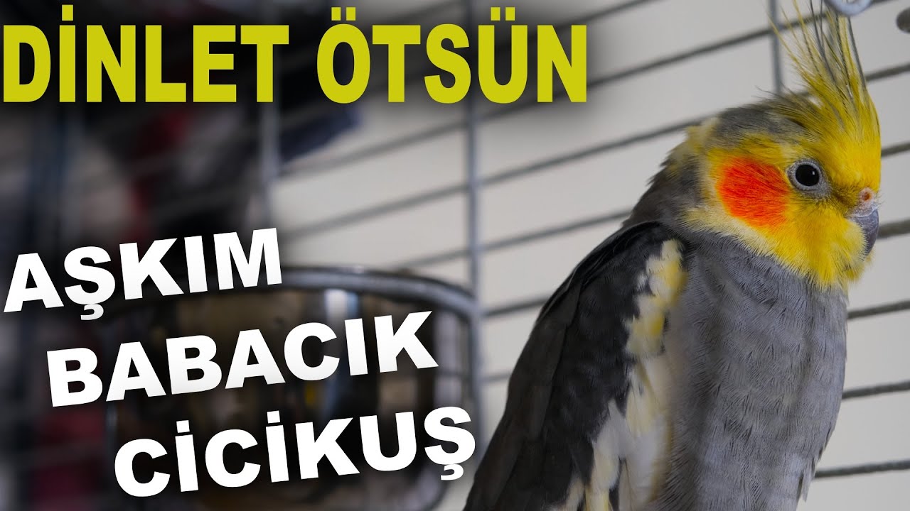 DİNLET KOLAYCA ÖTSÜN BABACIK CİCİKUŞ AŞKIM Sultan Papağanı ve Muhabbet Kuşu Konuşma Eğitimleri