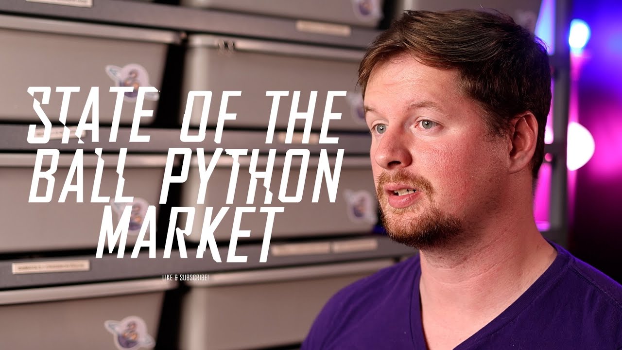 Should You Start Breeding Ball Pythons? | State of the Market | November 2022