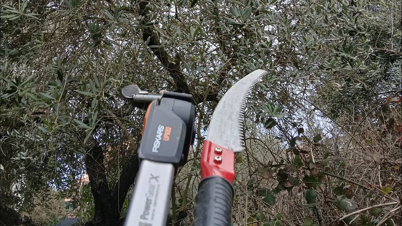 ULIVO POTATURA...... TRE CONSIGLI .....ANCHE PER LAVORARE IN SICUREZZA.......🌿✌️