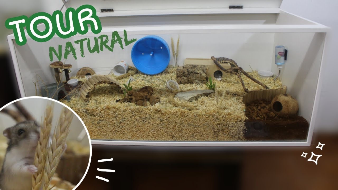 TOUR NATURAL pelo terrário da minha hamster