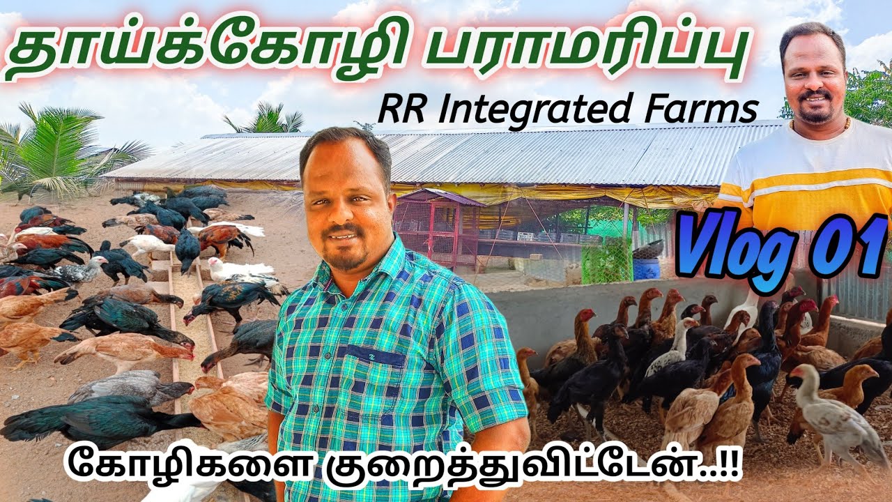 பண்ணையின் சொத்துக்கள் தாய்க்கோழிகள் தான் |தாய்க்கோழிகள் வளர்ப்பு | RR Integrated Farms | #vlog01