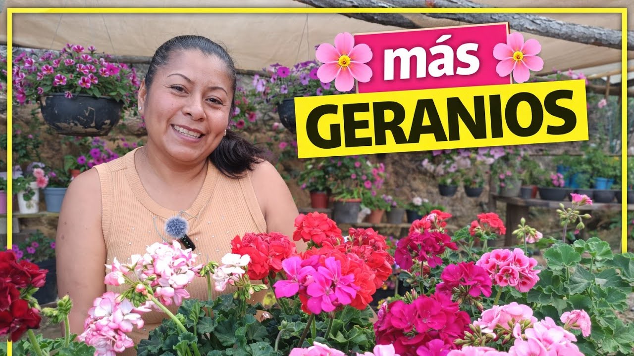 Geranios nuevos 🌺 Los trasplanto y te muestro cada uno 