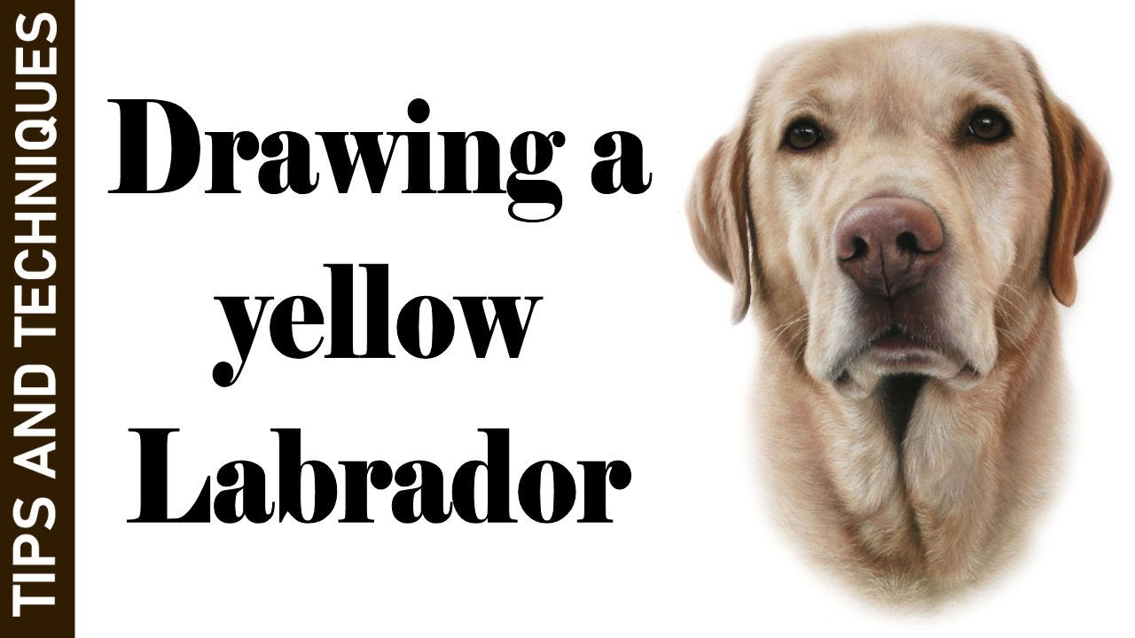 DRAWING A YELLOW LABRADOR IN PASTELS | HOW TO DRAW LIGHT FUR