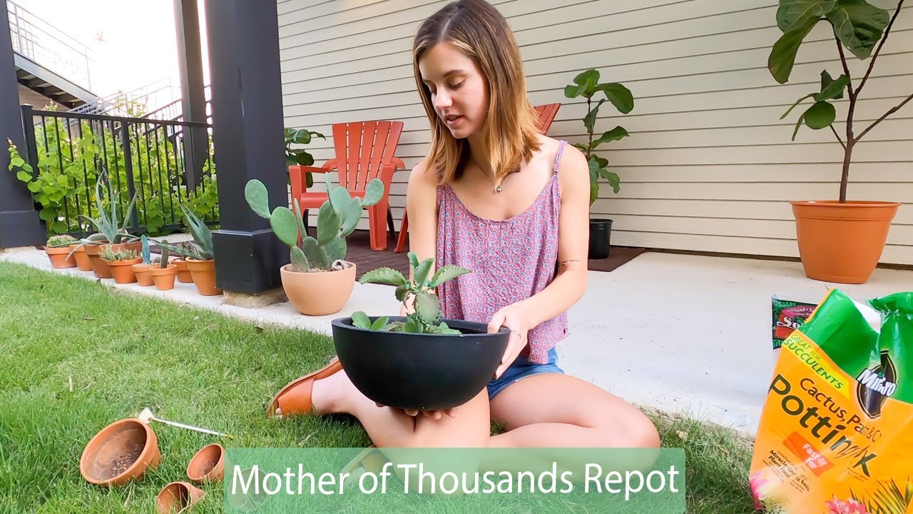 Repotting My Mother of Thousands Plants!