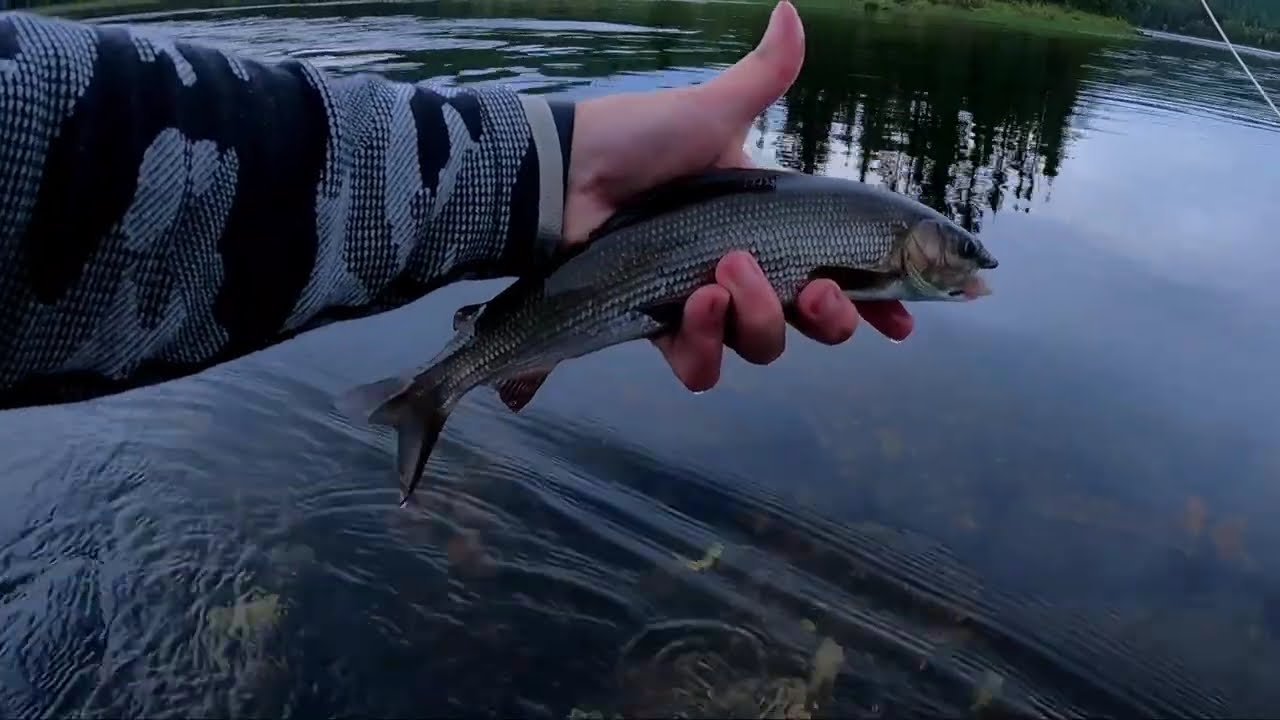 Flugfiske i Storsjö 2024