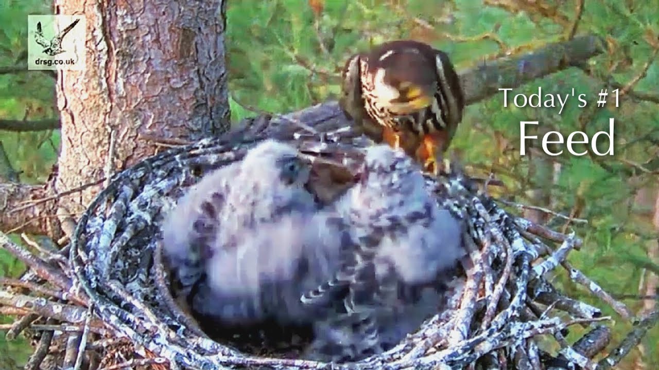 #141🦅🐥27°🐥27°／Falcon Nest 2025🇬🇧 Forestry England South Forest District／Powerd by WildlifeWindows