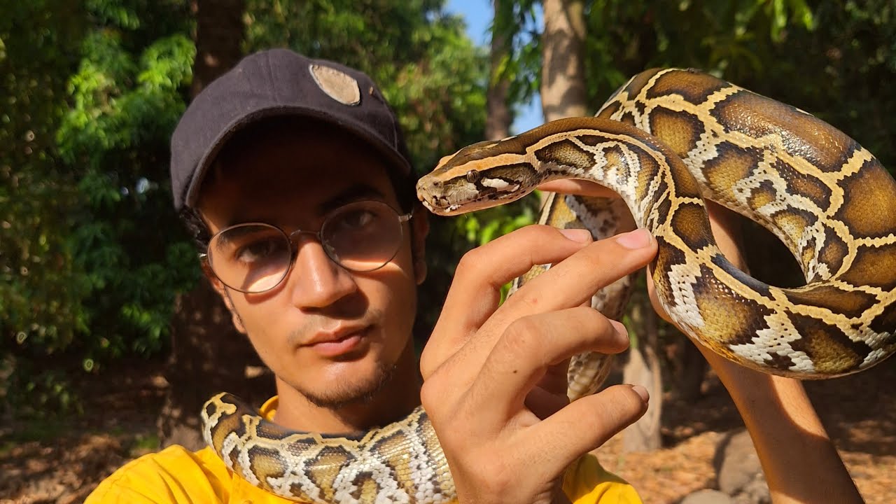 أشهر ثعبان للتربية في البيوت _ الأصلة البورمية Burmese python