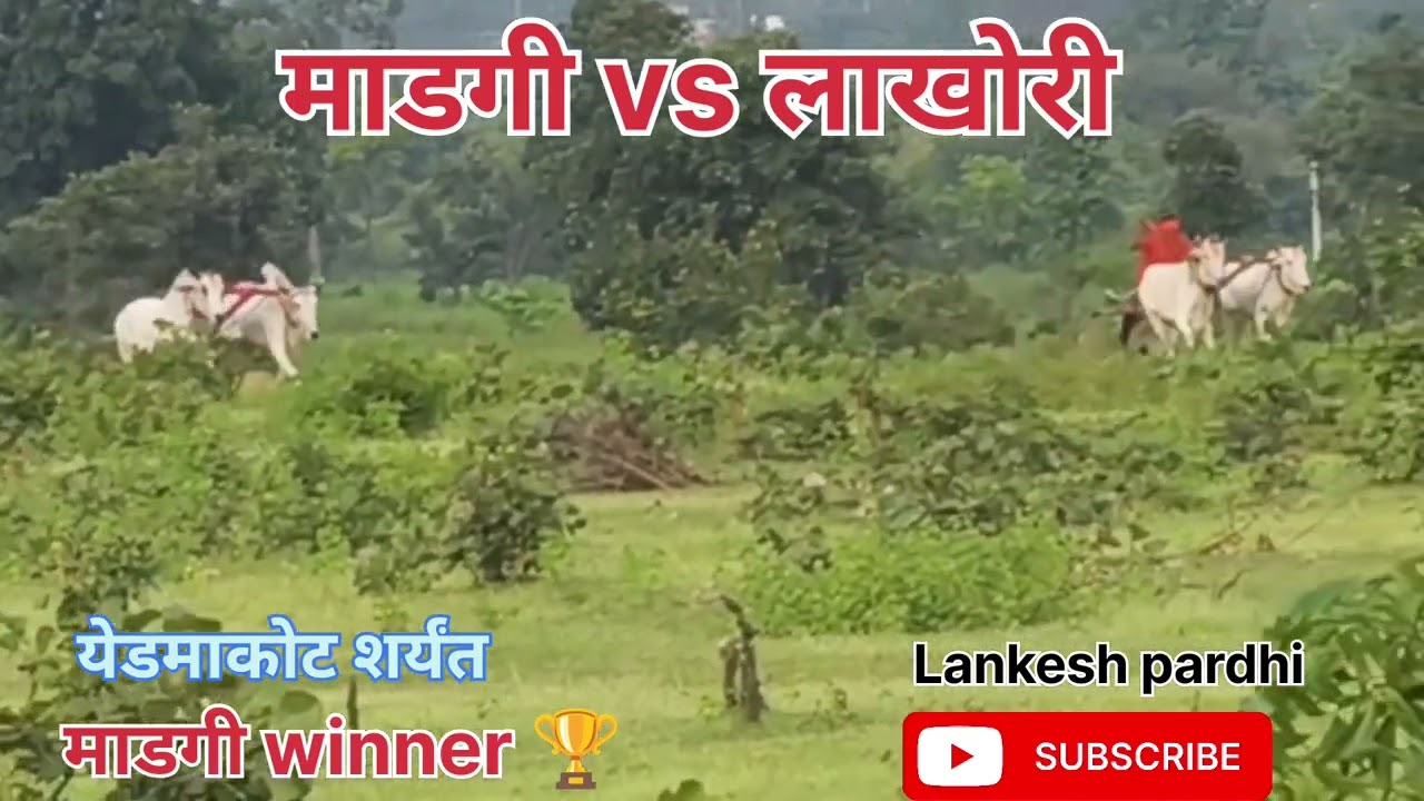 माडगी🏆 (win) v🔥s लाखोरी 🔥#नाद_एकच_बैलगाडा_शर्यत #viralvideo