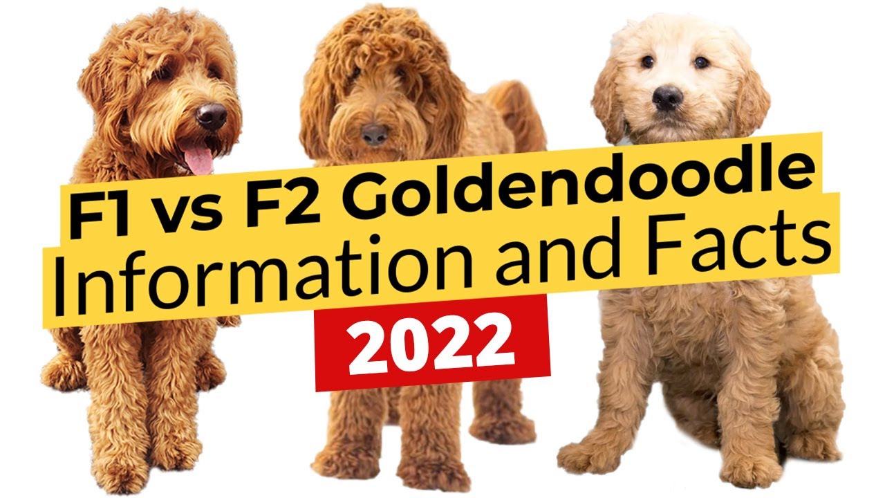 F1 vs F2 Goldendoodle Information and Facts! 🐶🔴 2022 🔴🐶