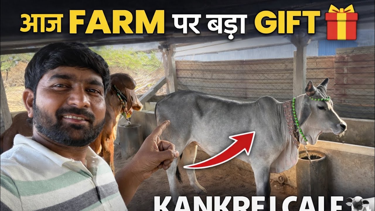 आज Farm पर मिला बड़ा Gift 🎁 | Rupji Bhai ने दी Kankrej Calf 🐄#cow #desicow 