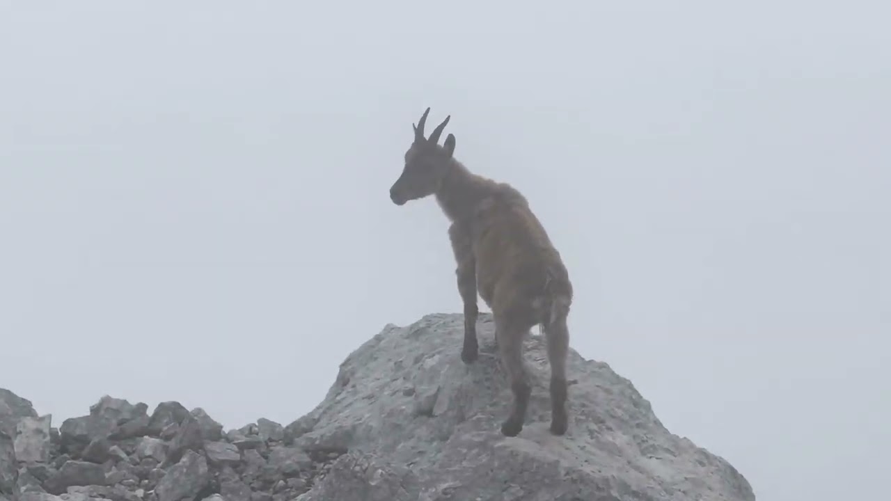 Rifugio di Brazza to Bivacco Luca Vuerich round trip, Julian Alps (with music)