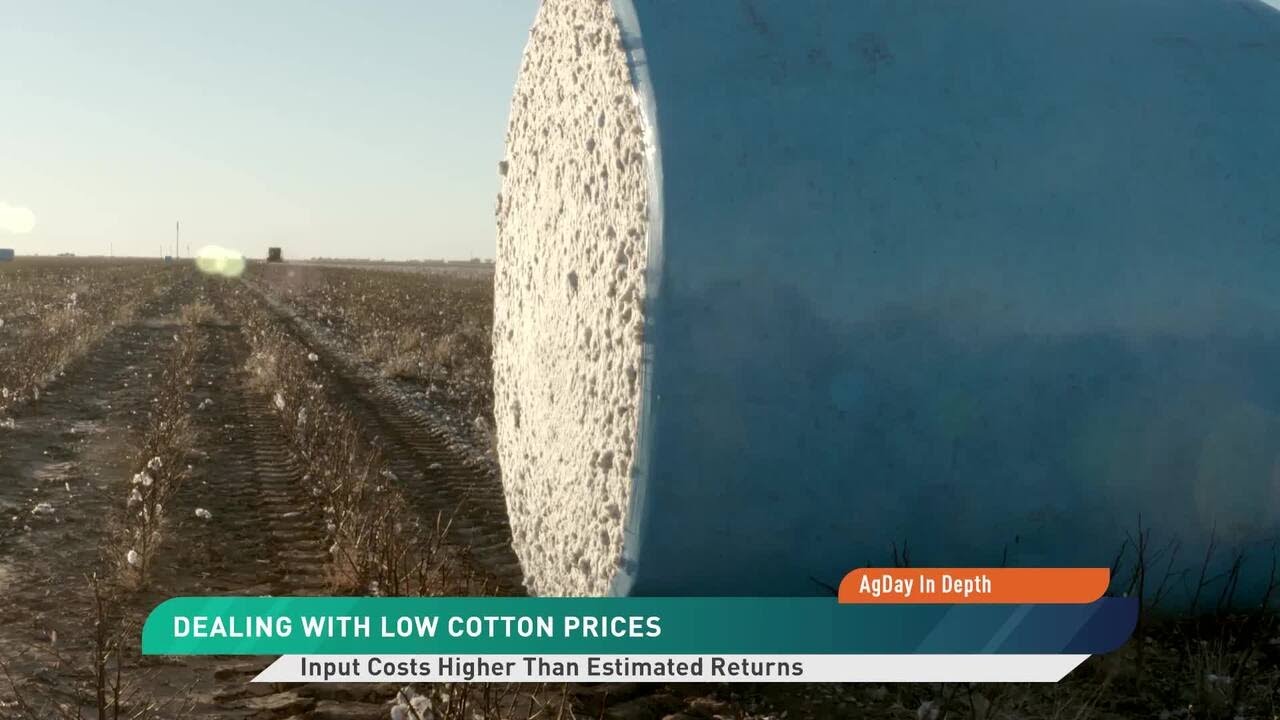 AgDay In Depth: Cotton Harvest Begins