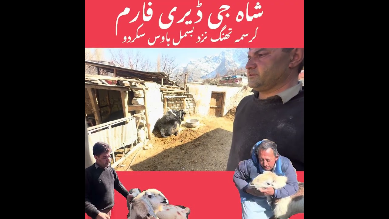 Sha ji dairy form skardu ￼