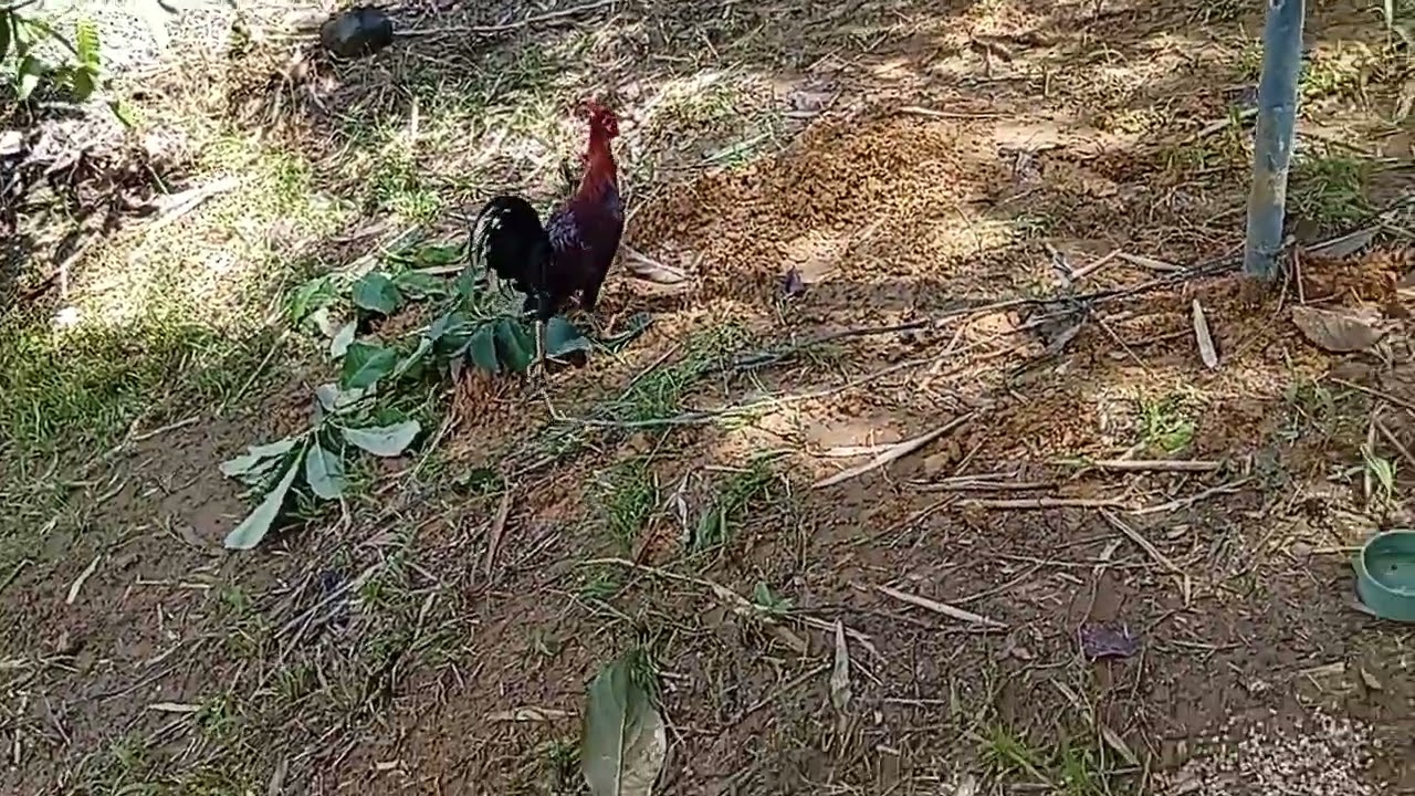McLean Claret Kelso 4 months old winning line #games #rooster #gamefowl #roosterfarm #viral #video 