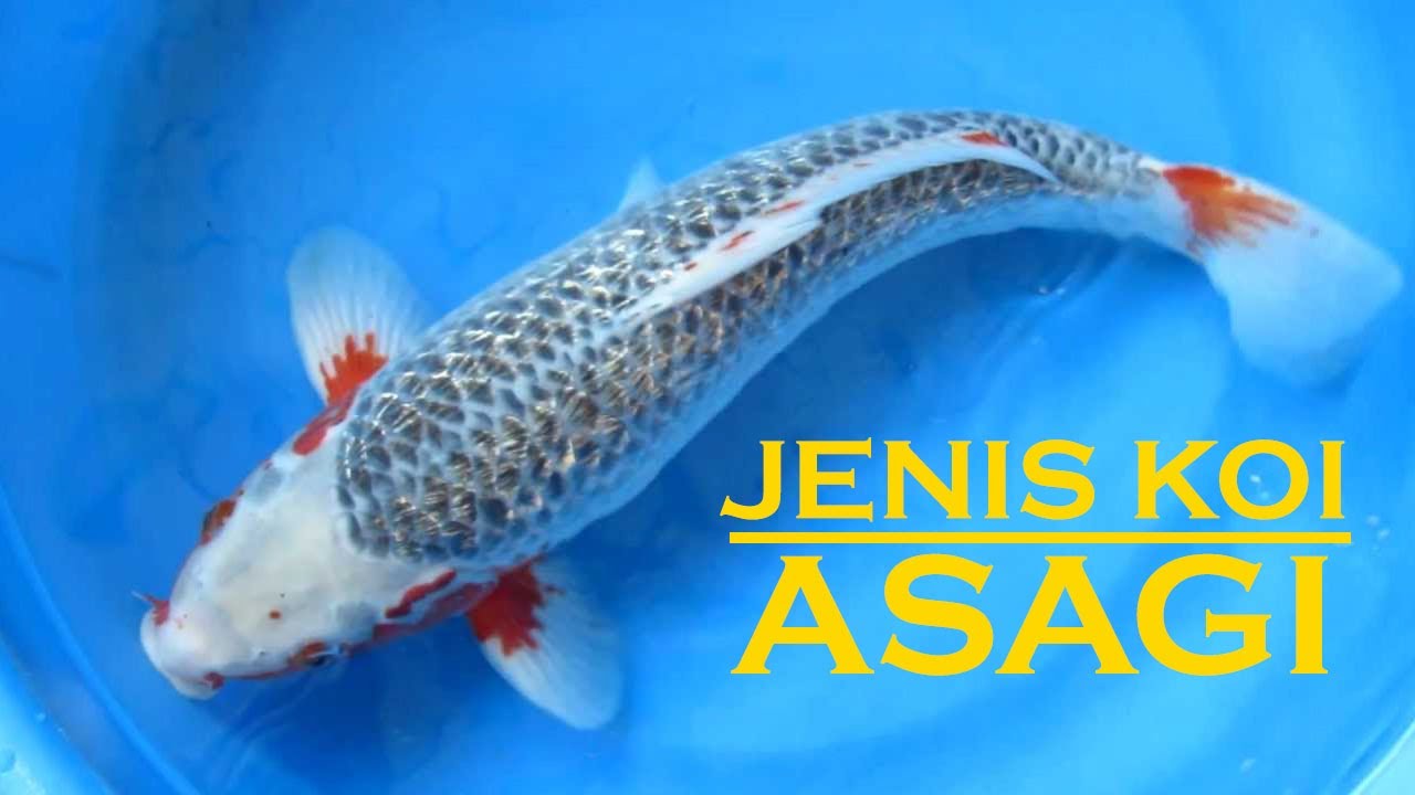 Mengenal Jenis Ikan Koi Asagi | Agro KOI Farm