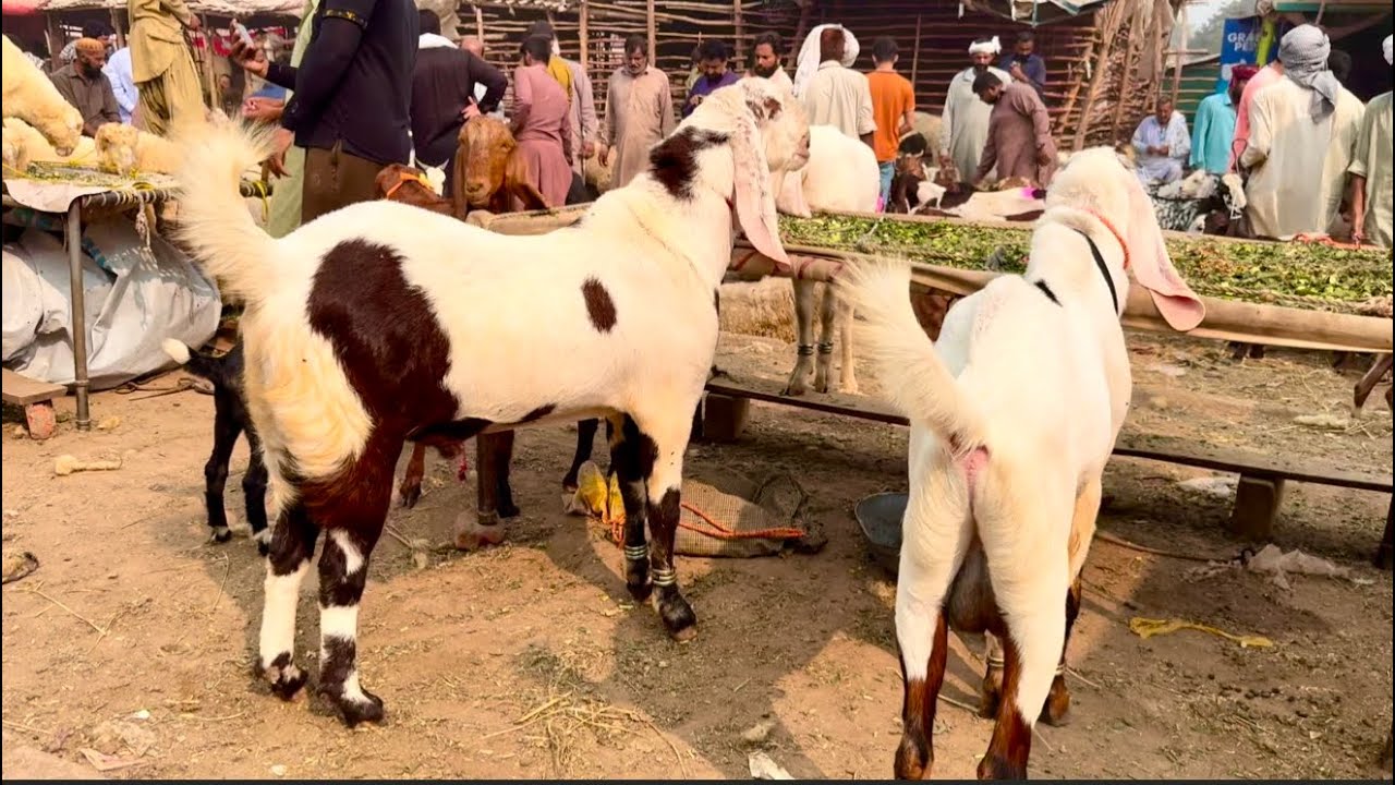 Rajanpuri Bakre Kajle Chatre Qurbani 2026 Shahpur Kanjra Mazhar Biba official 