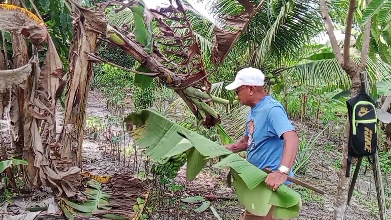 NGAMBI BUAH PISANG BA KEBUN.