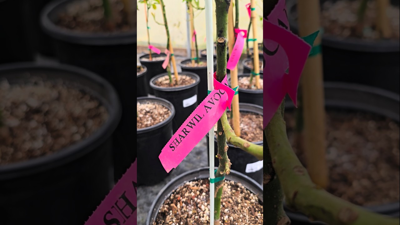 AVOCADO TREE MARKETWATCH SPRING 2025 HOLIDAY, CARMEN HASS, PINKERTON & SHARWIL