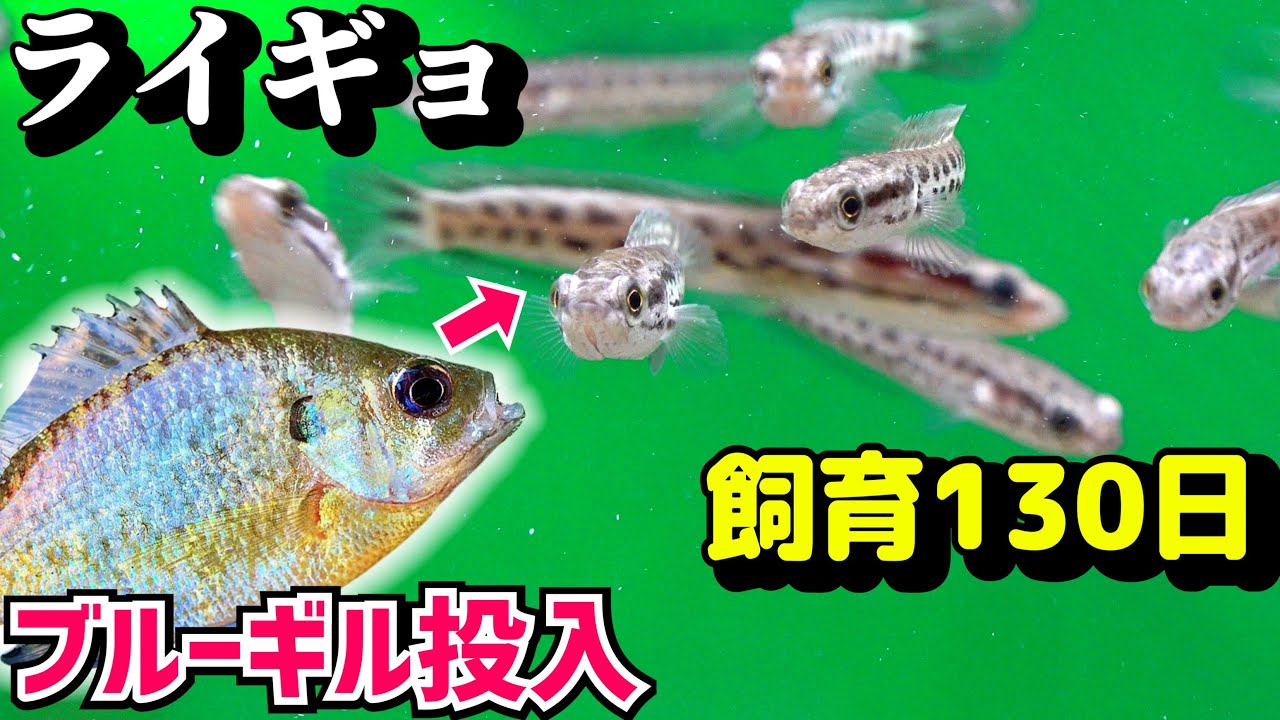 ライギョの稚魚育てて130日後。ブルーギル入れてみると…