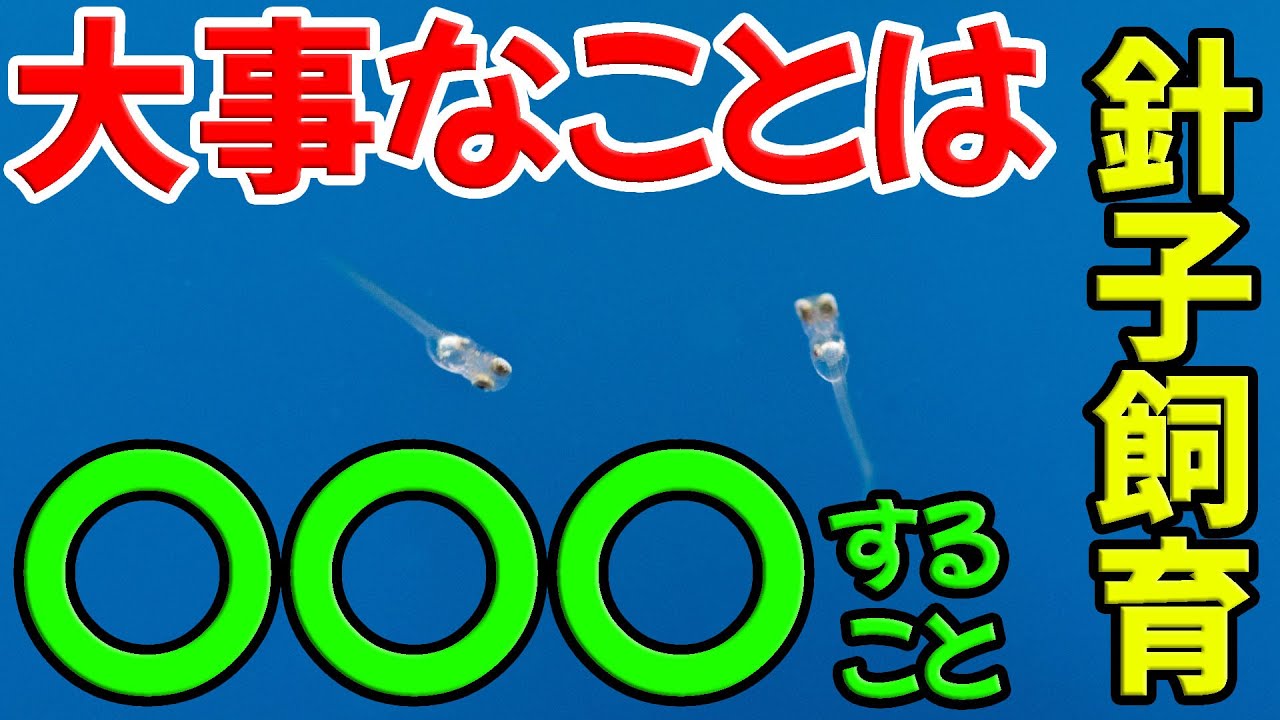 【初心者必見】メダカの針子を育てる極意を公開します【メダカ飼育】