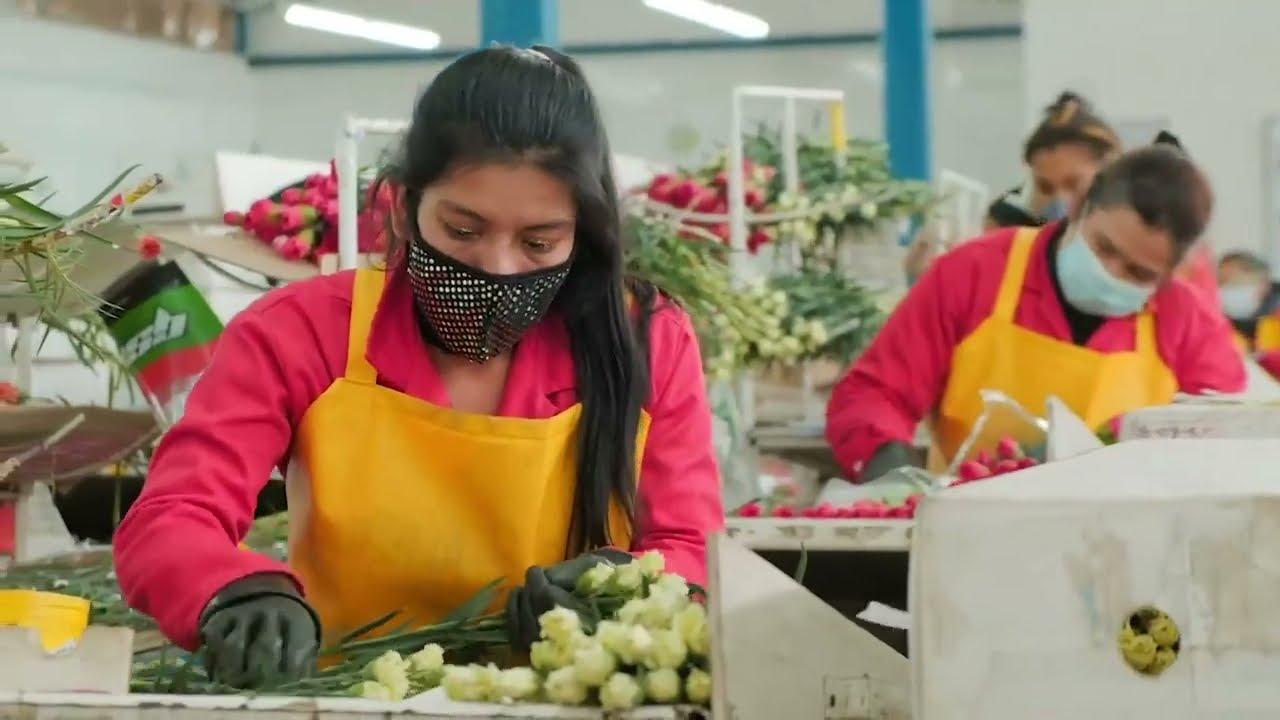 EL sector floricultor es el mejor lugar para trabajar - Testimonios Reales