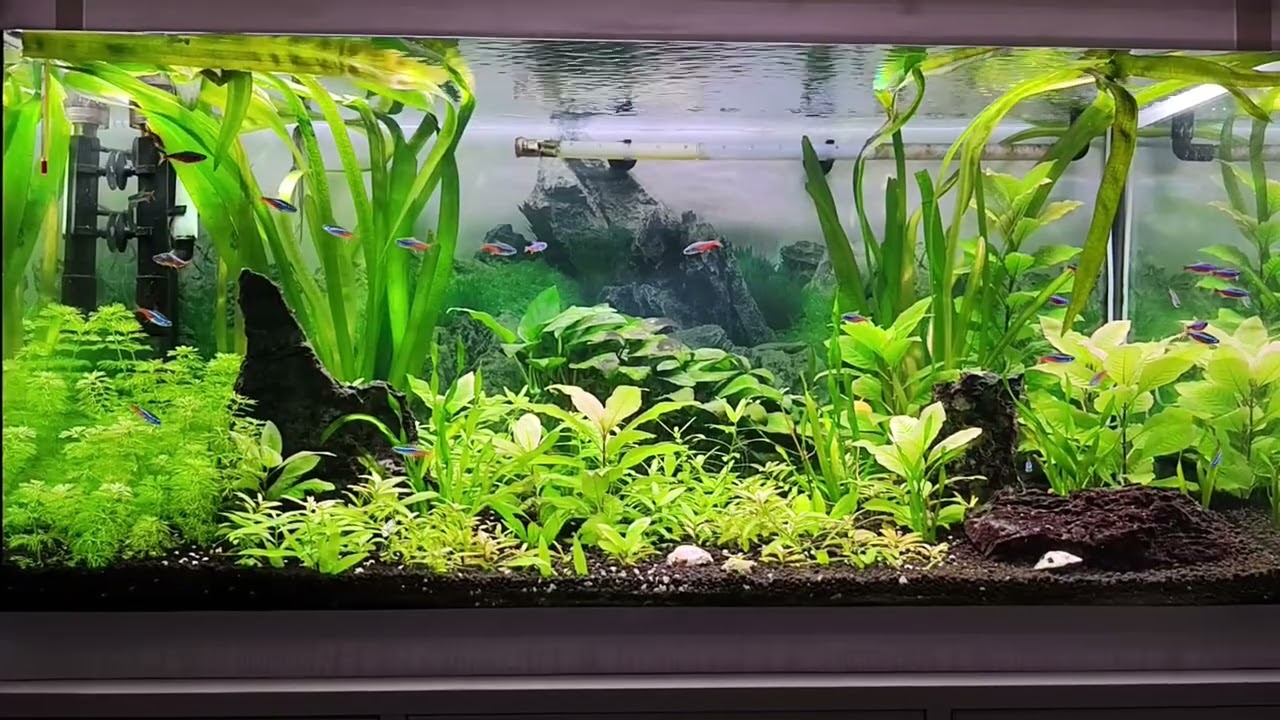 Aquarium | Relaxing music | 19.12.2025