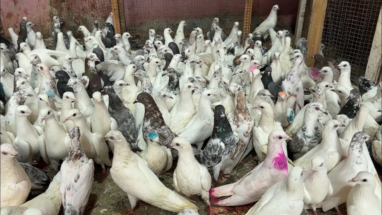 Shazad loni kabutar shop kabootar market loni sehzad pet shop Delhi white pigeons