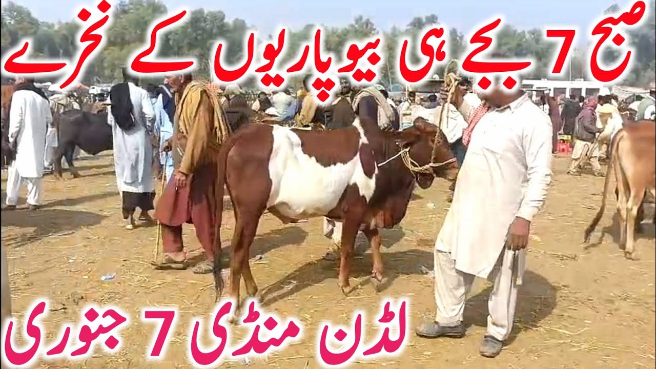Today Luddan Cow Mandi | Sahiwal & Cholistani Bachre & Cows | Global Village Farming 2026