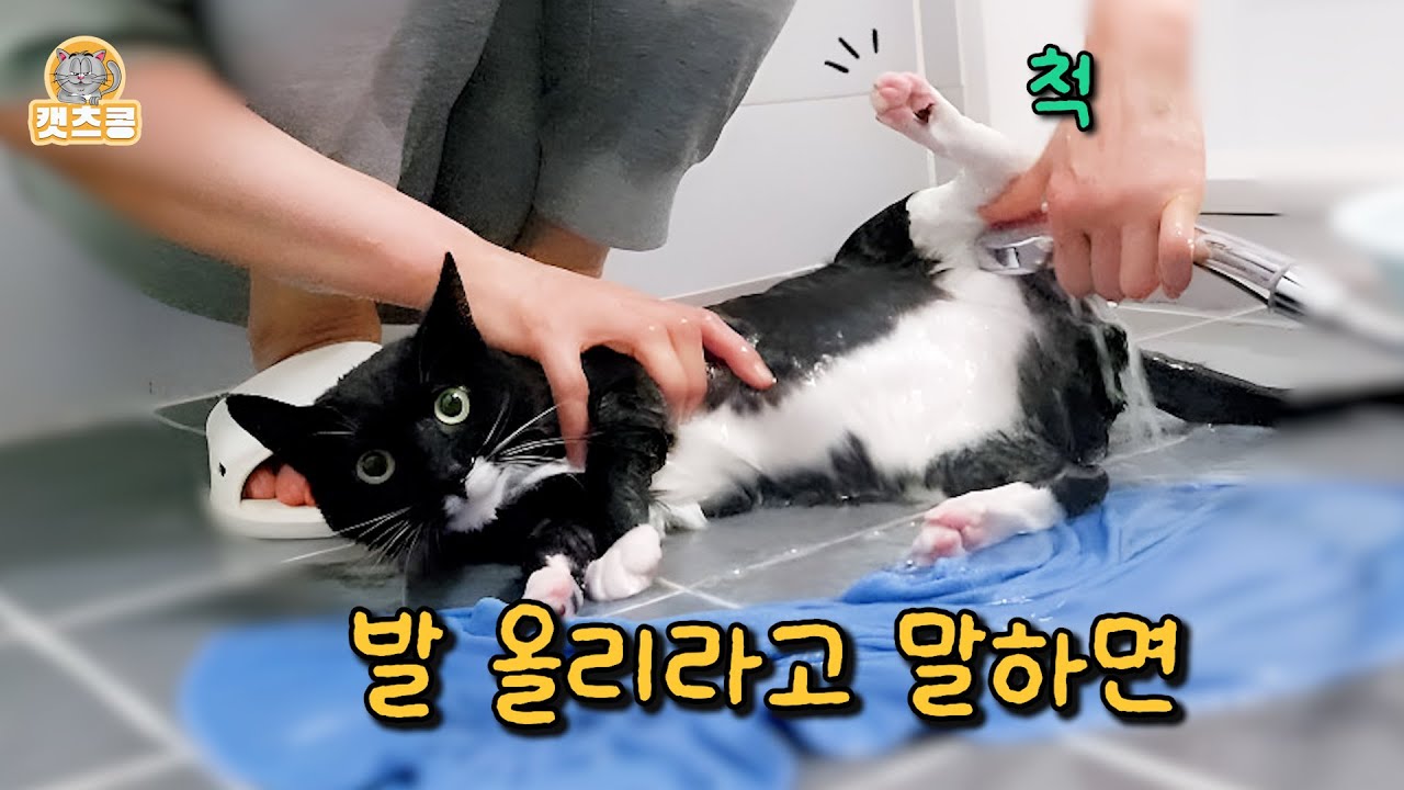 살다 살다 이런 고양이는 처음 입니다. (완전 사람 애기야!!)🛁