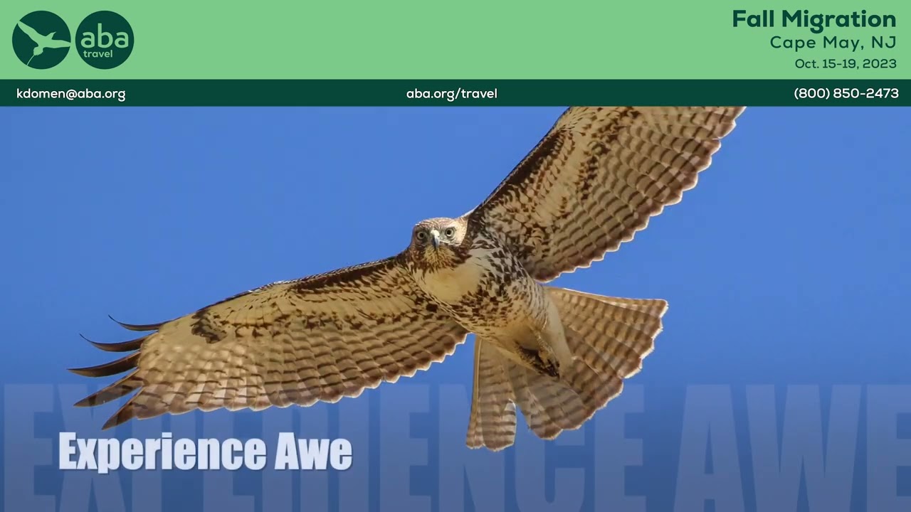 Fall Migration in Cape May with Holly Merker and the American Birding Association